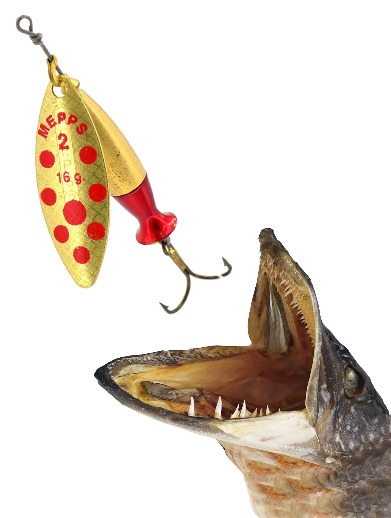 Blister Aglia Long Heavy 2 Gold-Red - фото2