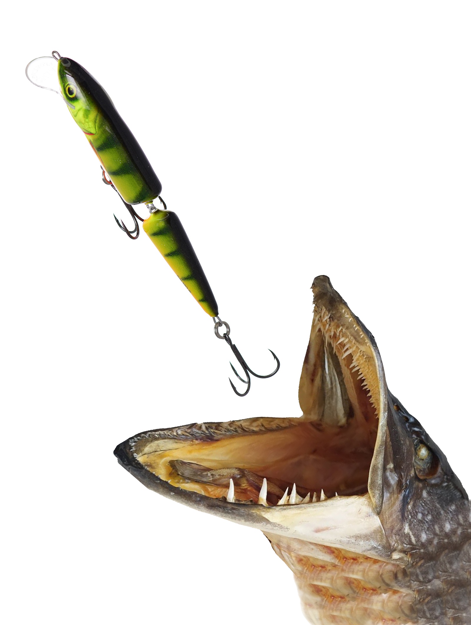 QWF015 WHITE FISH 13JR-Hot Perch - фото2
