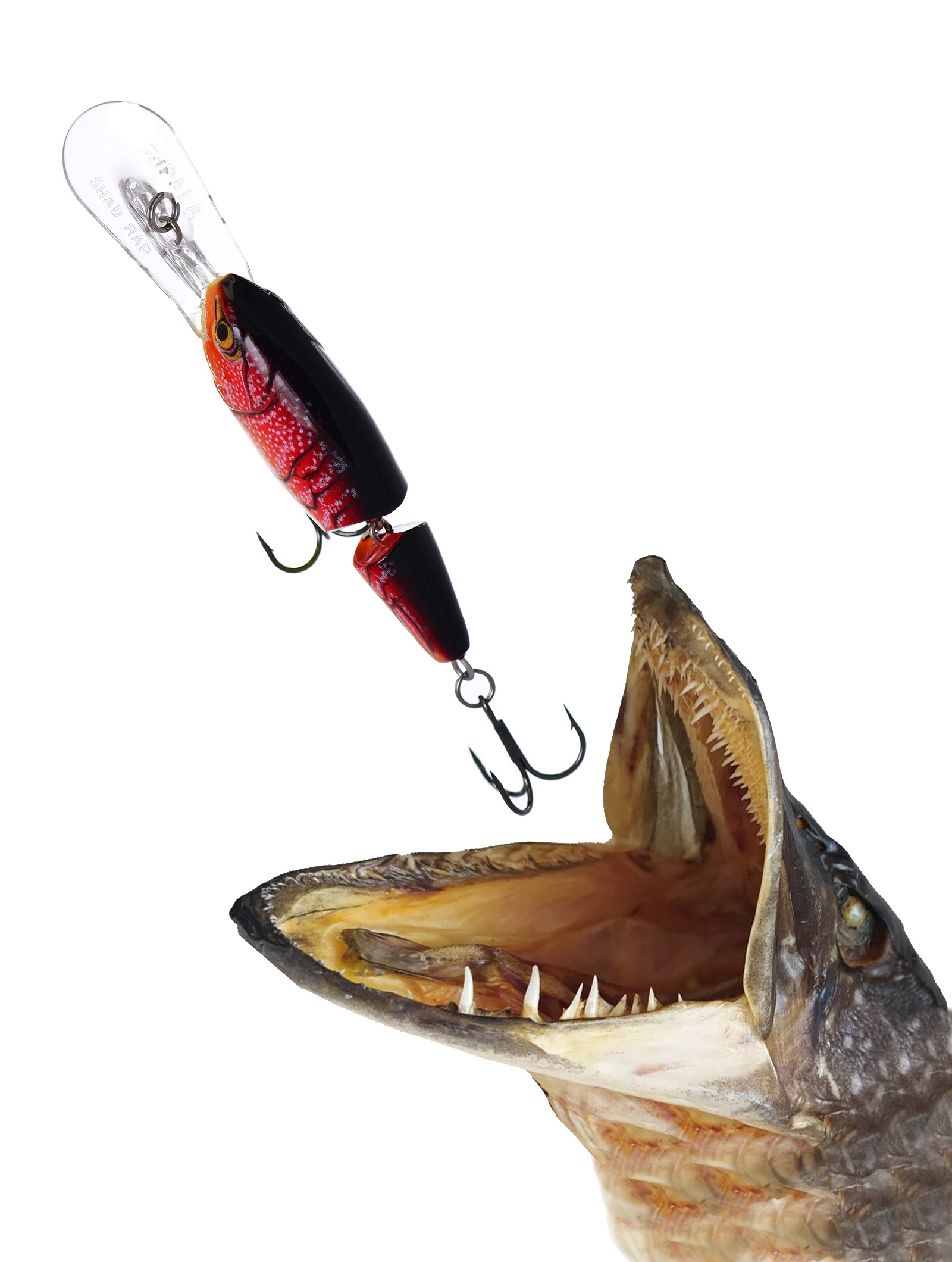 JSR05 RFCW Jointed Shad Rap - фото2