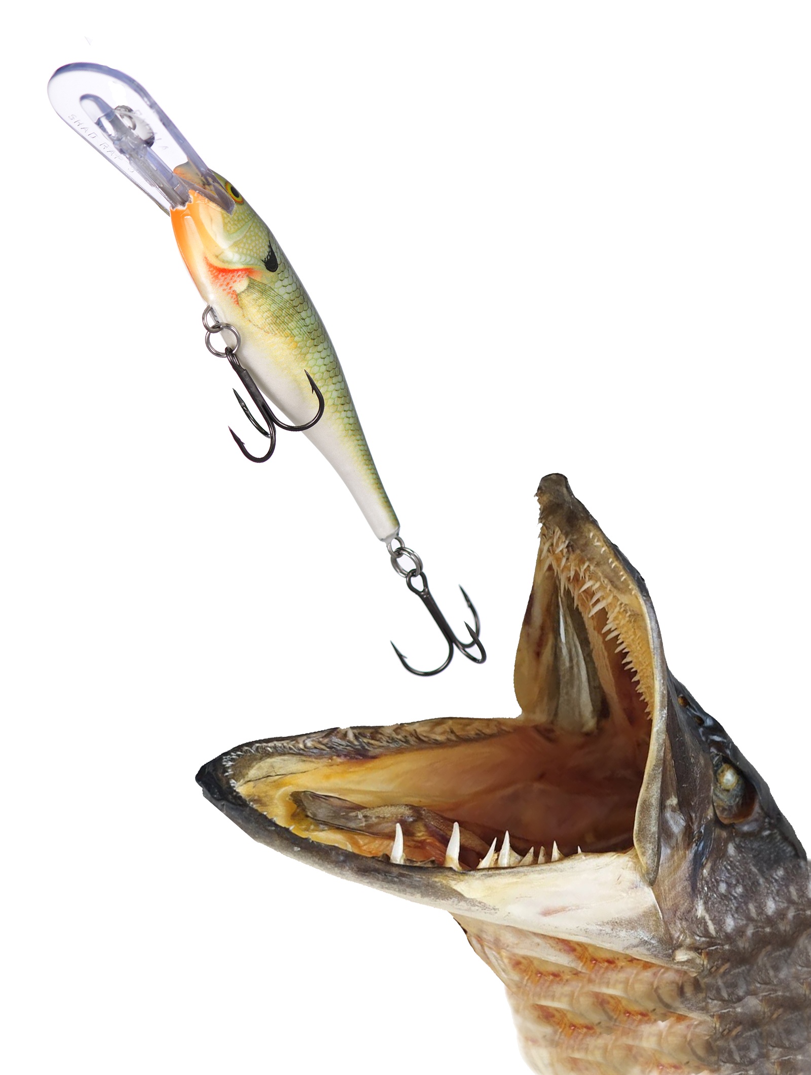 SR05 BG Shad Rap - фото2