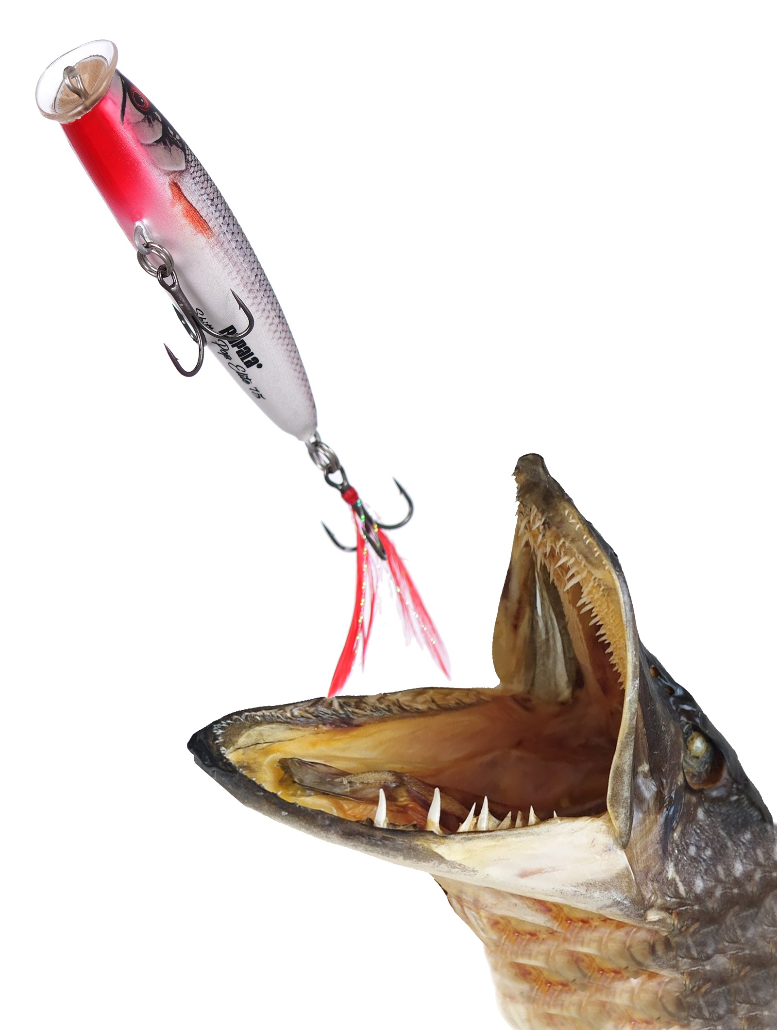 SPE75-GDROL Skitter Pop Elite - фото2
