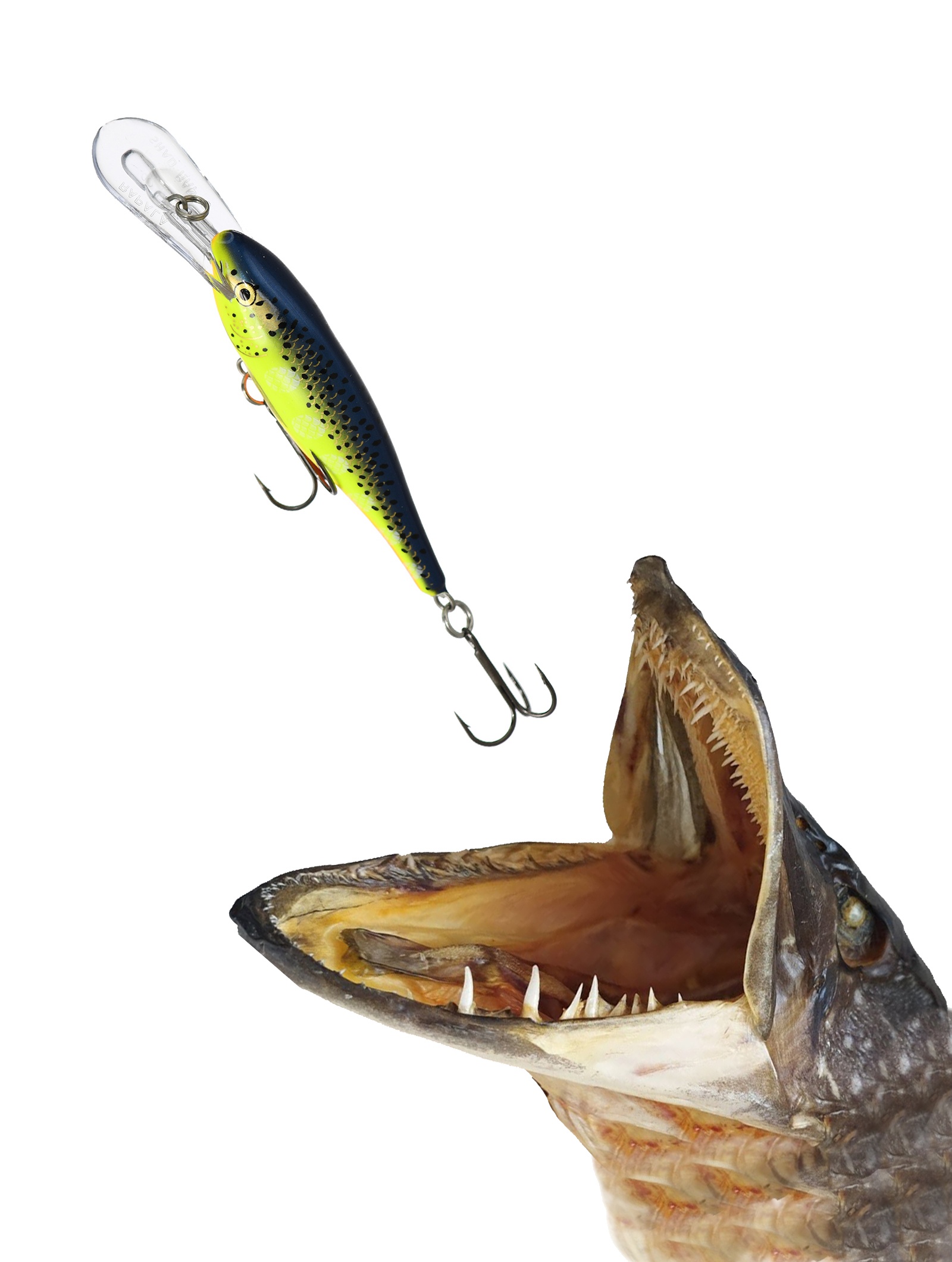 SR05 HS Shad Rap - фото3
