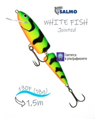 QWF014 WHITE FISH 13JF-Green Tiger - фото