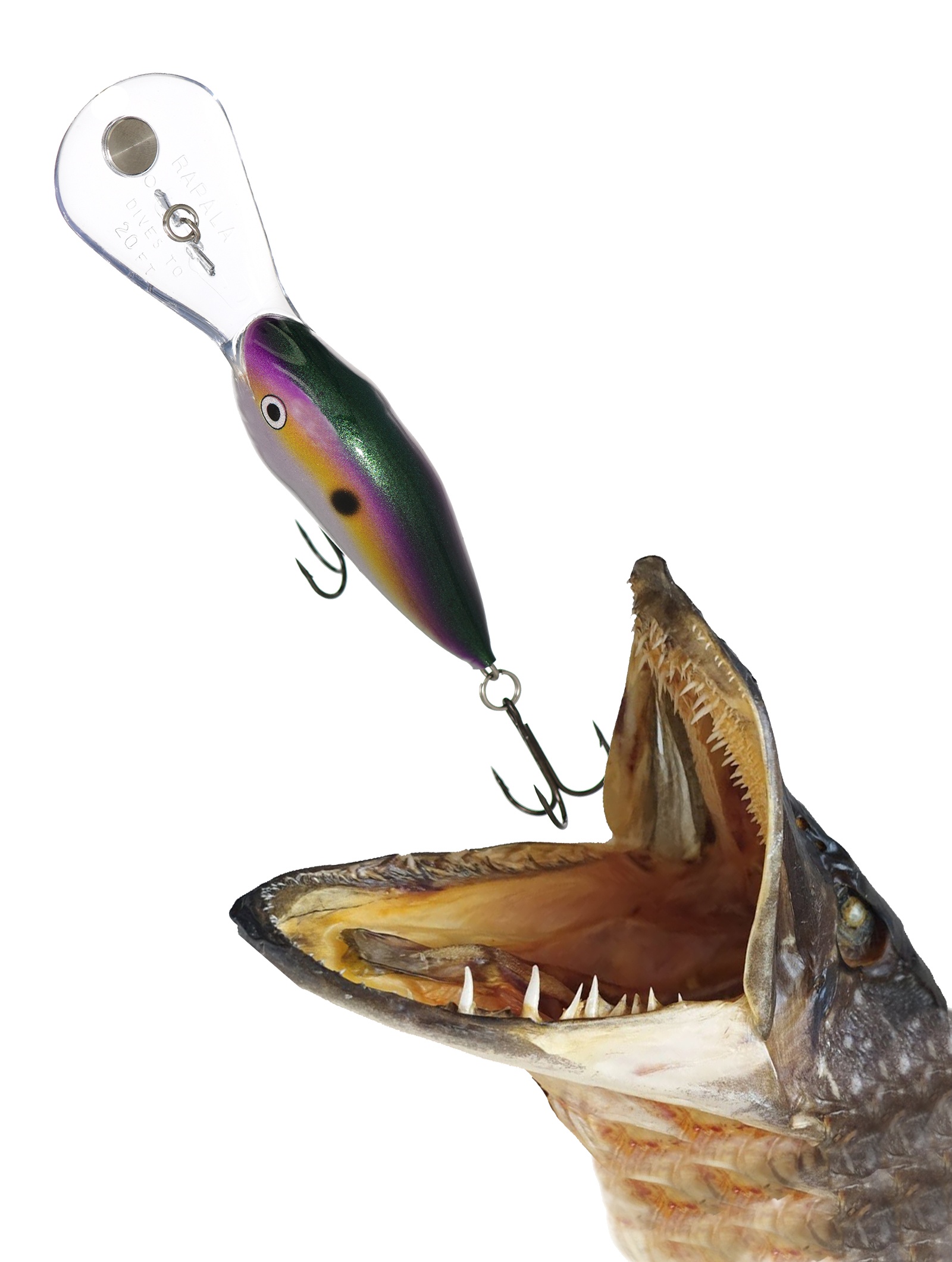 DTMSS20 BGSD - фото2