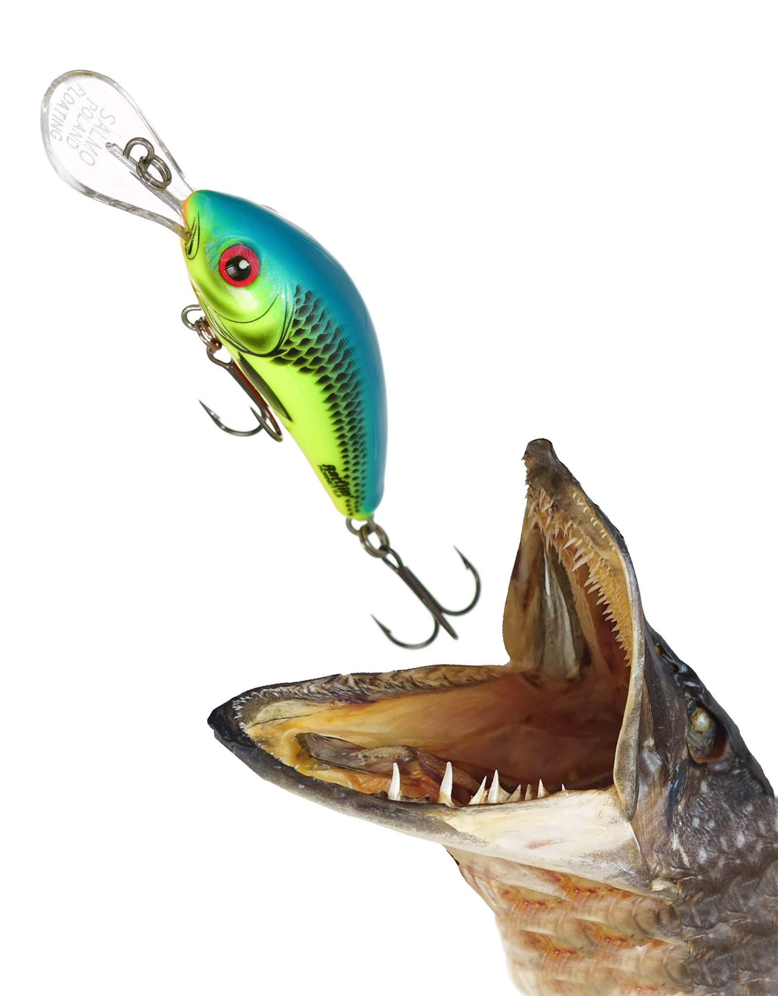 QRH028 Rattlin Hornet RH-055FL-CHB - фото2