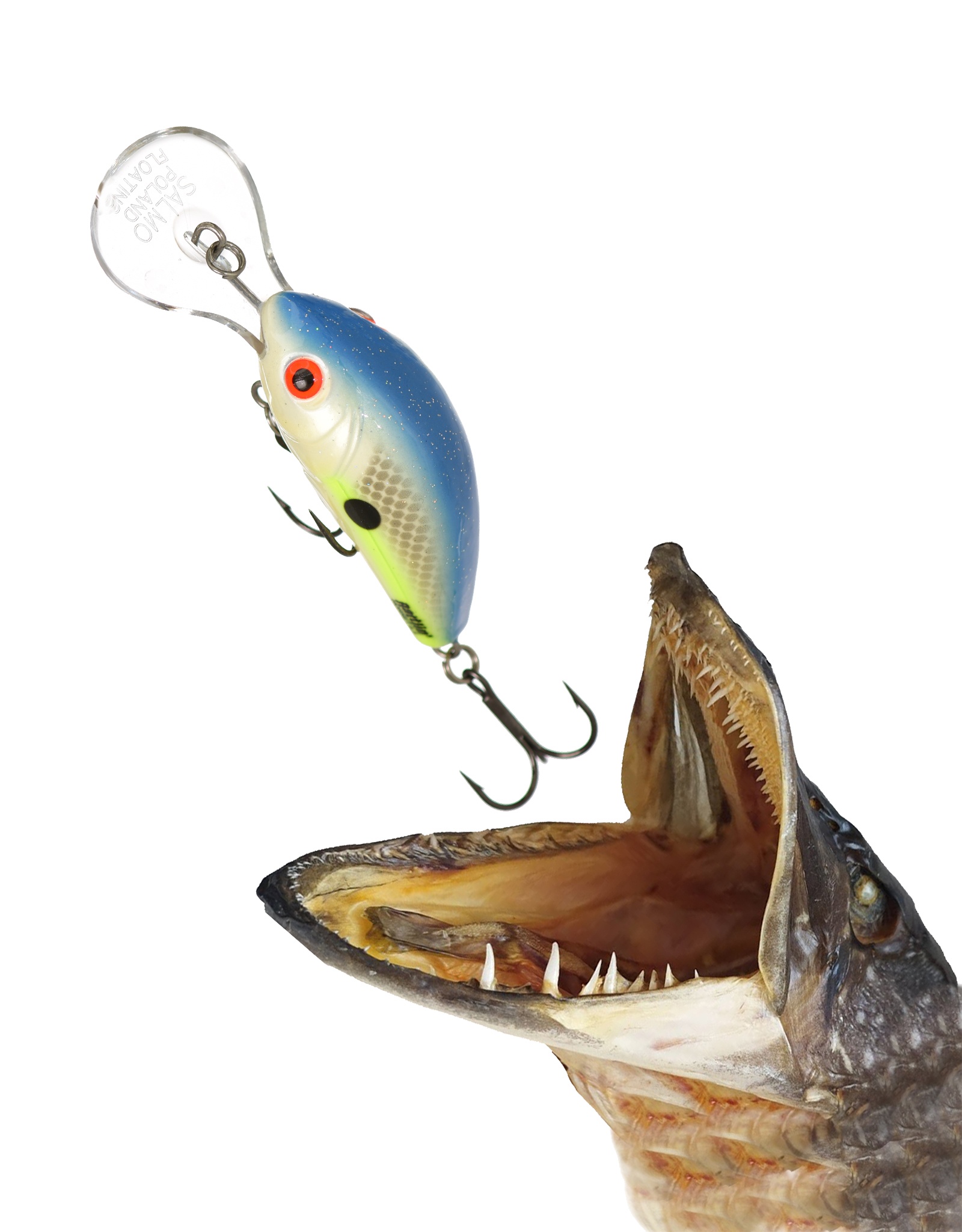 QRH024 Rattlin Hornet RH-065FL-SXS - фото2