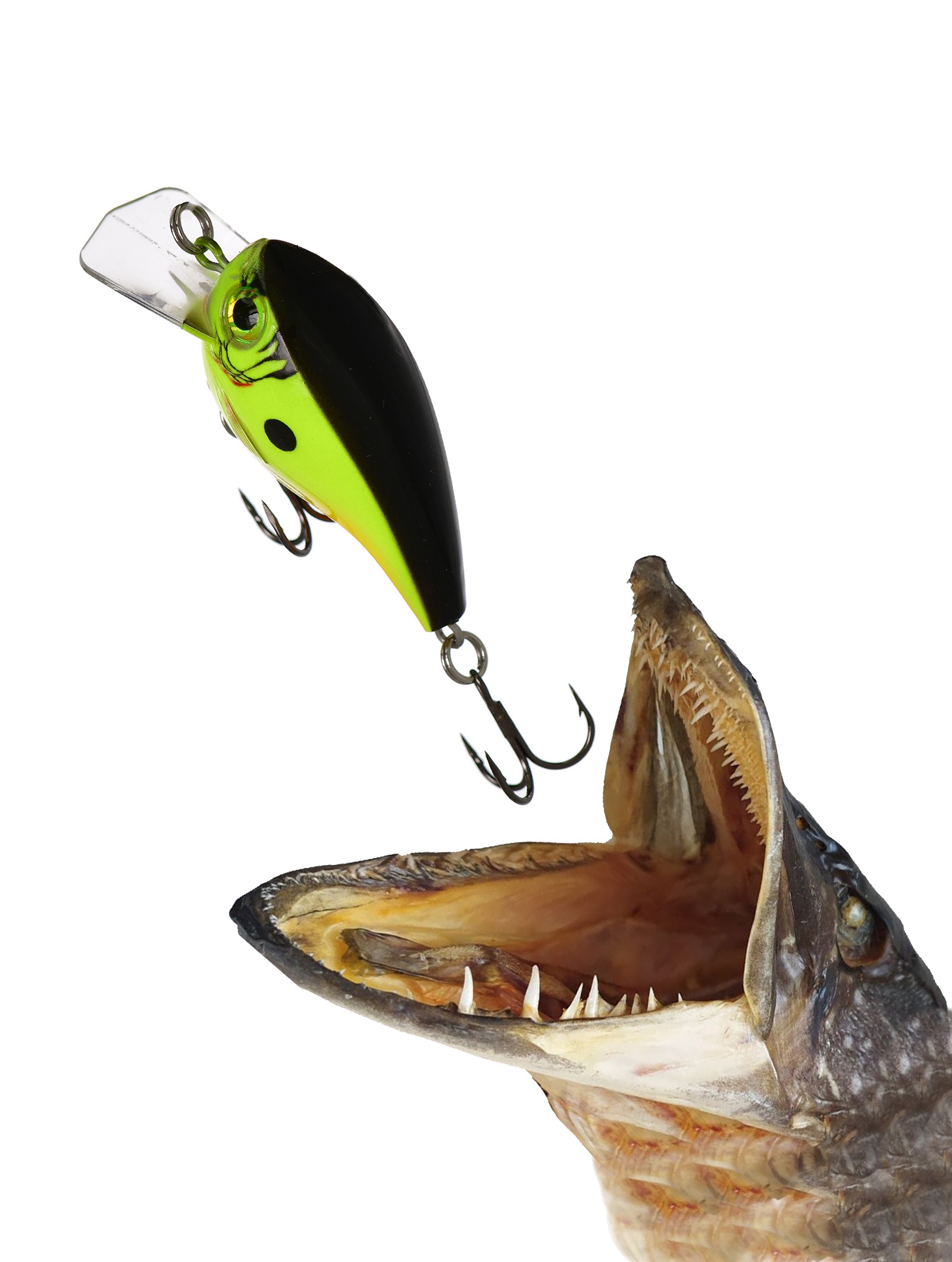 BXB06-CSD Brat - фото2