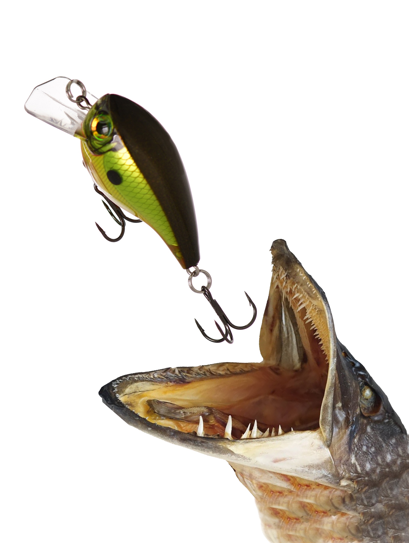 BXB06-HOB Brat - фото2