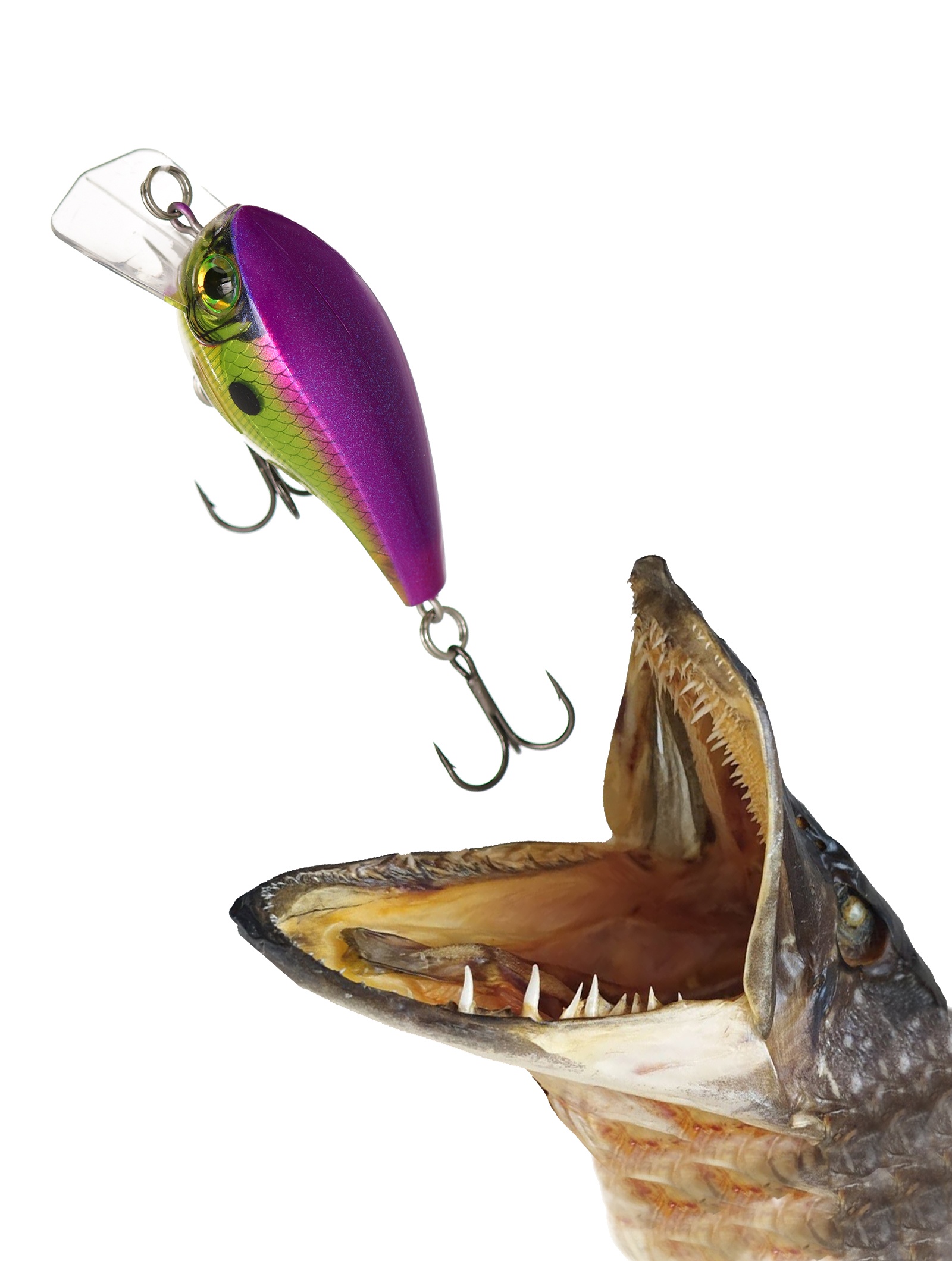 BXB06-ROC Brat - фото2