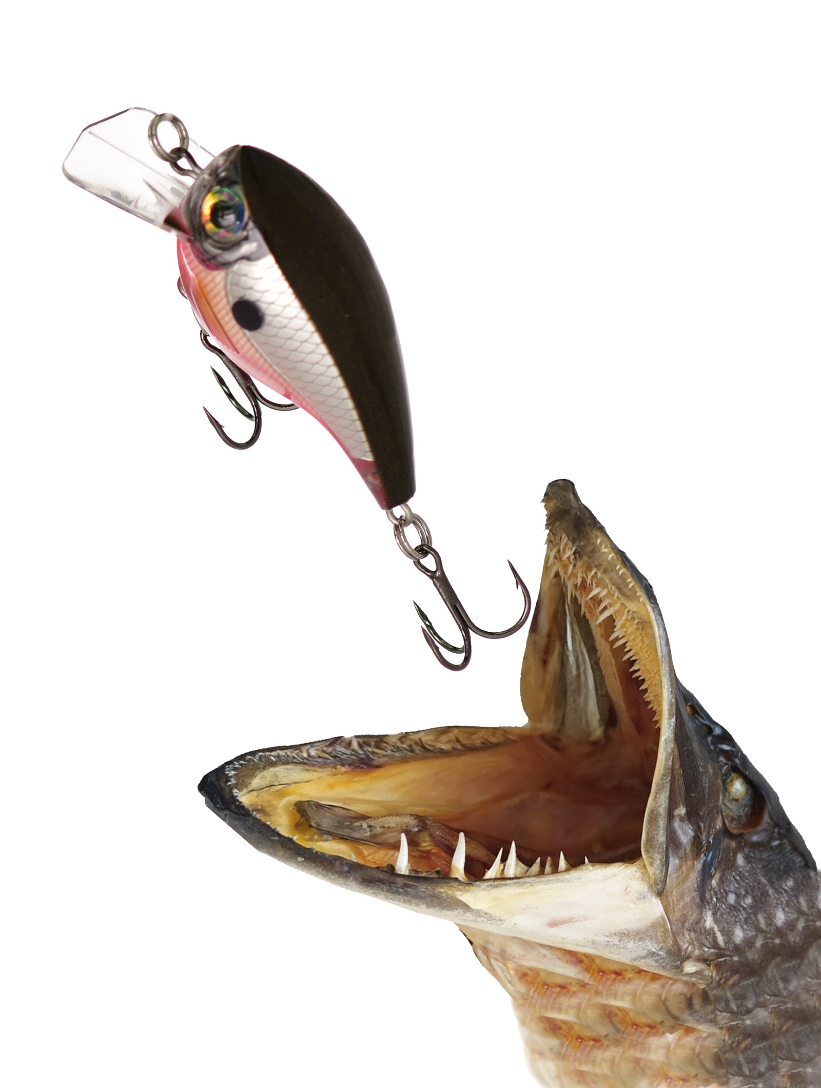 BXB06-S Brat - фото2