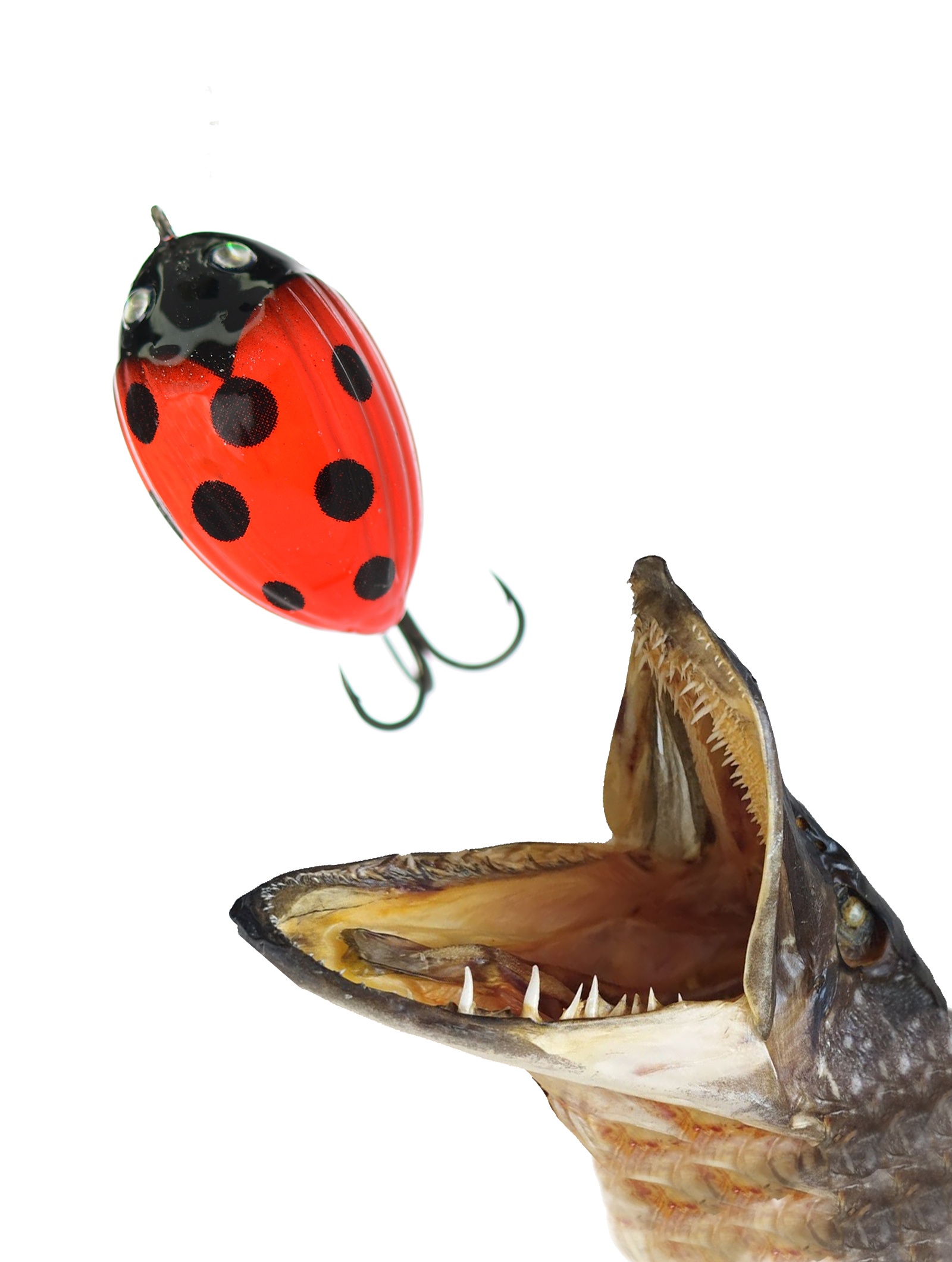 QBG002 Lil'Bug 03-LAB - фото2