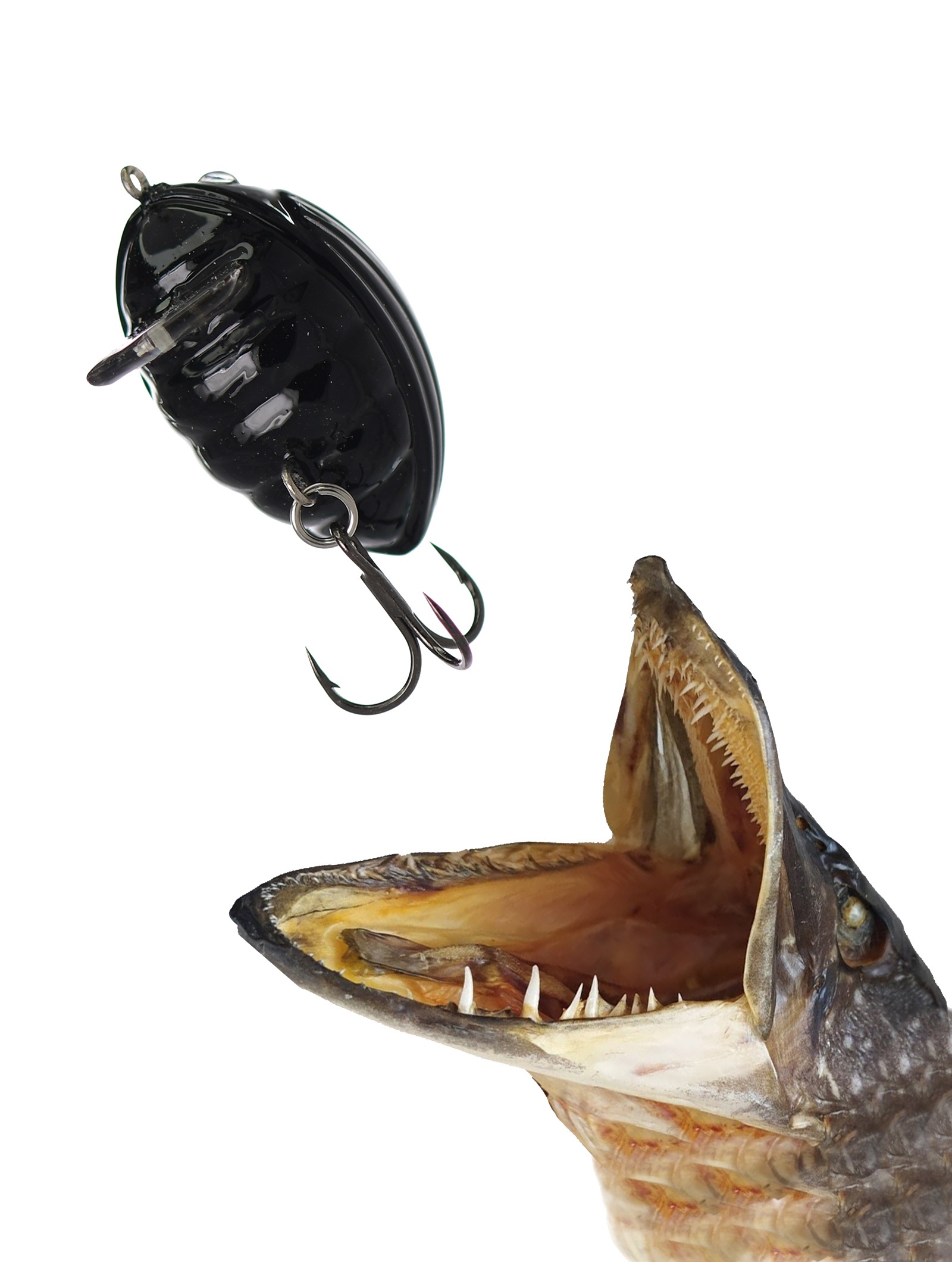 QBG015 Lil'Bug 02-BBU - фото2