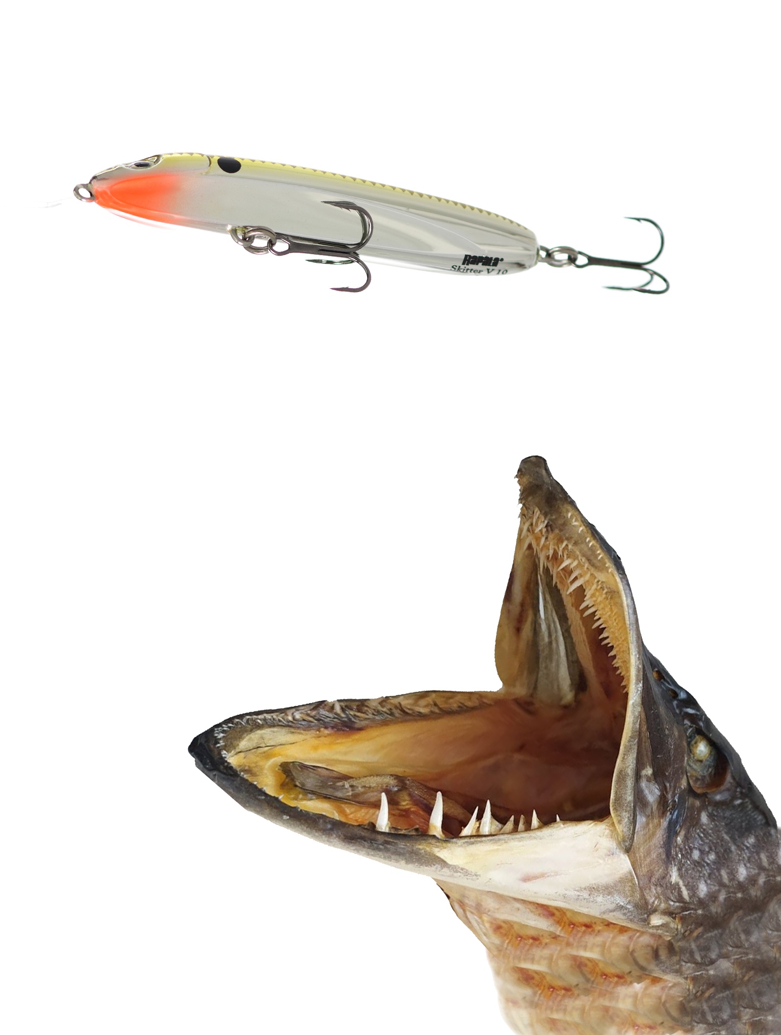 SKV10-GCH Skitter V - фото2